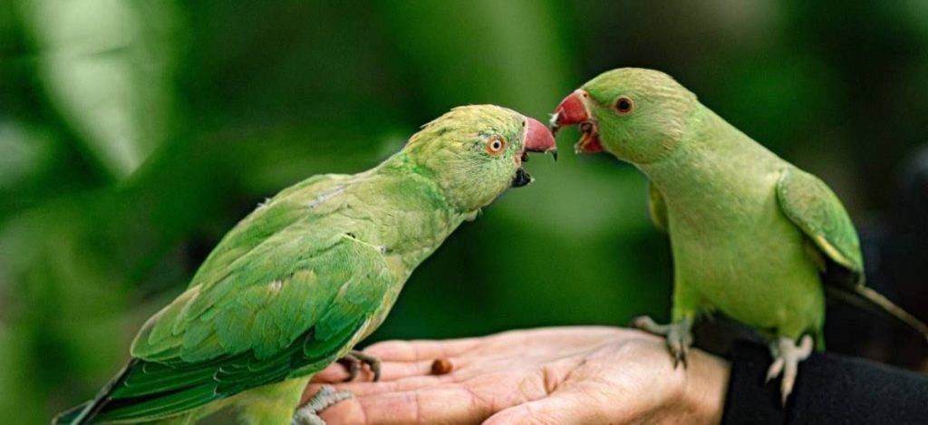 loros verdes - Qué hace a los loros verdes tan fascinantes para las personas