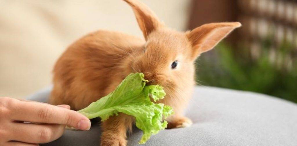 los conejos pueden comer apio - Pueden los conejos comer apio de forma segura