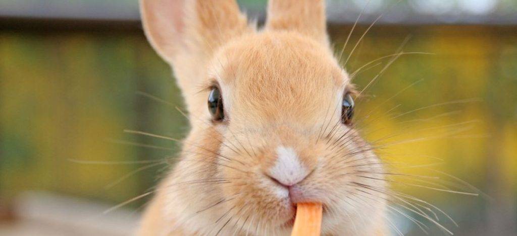 los conejos pueden comer arandanos - Pueden los conejos comer arándanos de forma segura