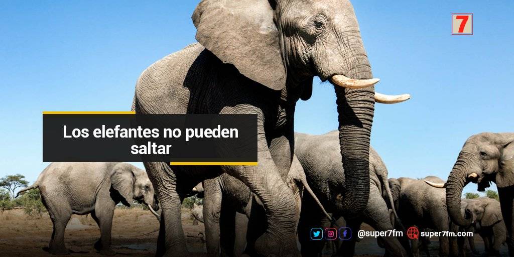 los elefantes pueden saltar - Es cierto que los elefantes son capaces de saltar