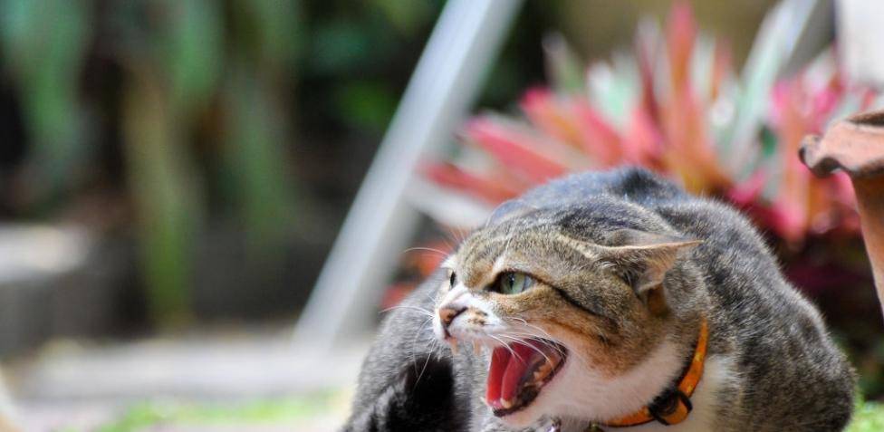 los gatos detectan la maldad - Cómo los gatos detectan la energía negativa y la purifican