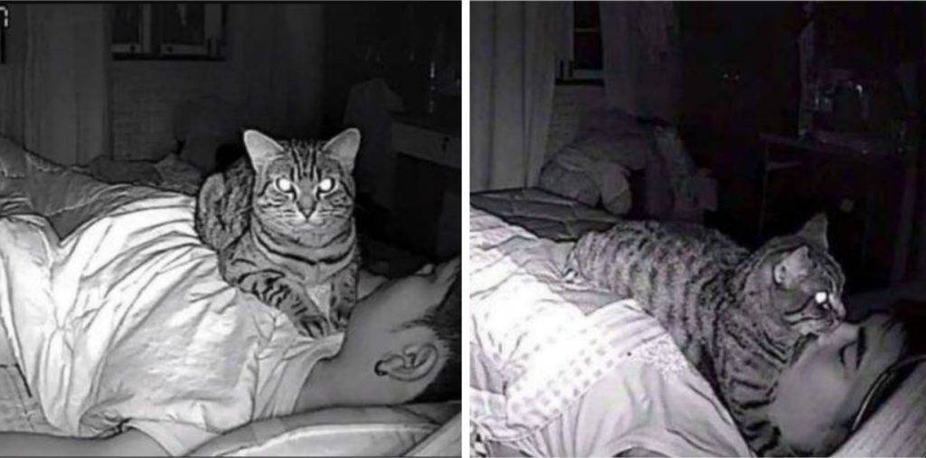 los gatos duermen por la noche - Por qué mi gato prefiere dormir durante el día en lugar de la noche