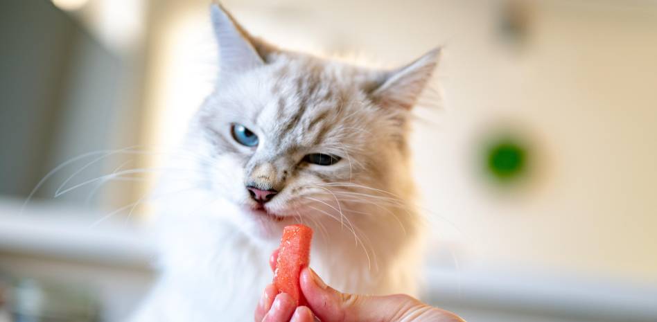 los gatos pueden comer melocoton - Pueden los gatos comer melocotón de forma segura