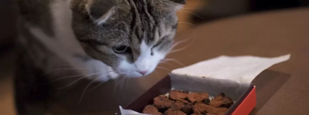 los gatos pueden comer tomate - Es seguro que los gatos coman tomate