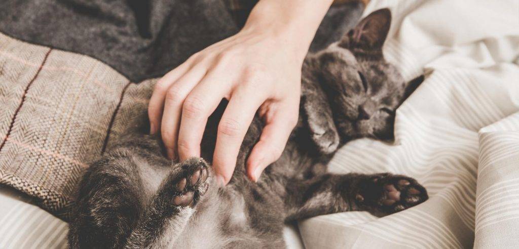 los gatos tienen cosquillas - Los gatos pueden reírse cuando les hacen cosquillas