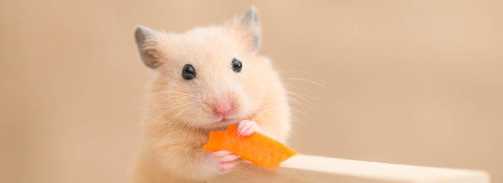 los hamster comen queso - Es seguro dar queso a los hámsters como alimento