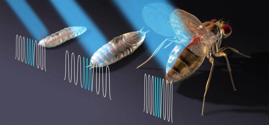 los insectos tienen corazon - Cómo funciona el sistema circulatorio de los insectos