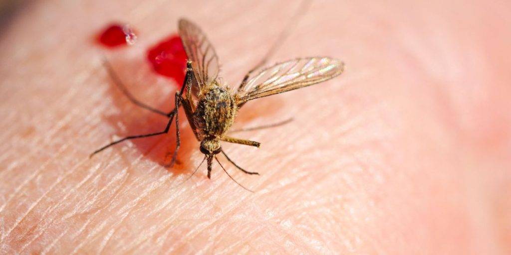 los insectos tienen sangre - Por qué los insectos no tienen sangre como los seres humanos