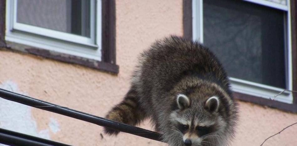 los mapaches son peligrosos - Los mapaches son animales peligrosos para los humanos