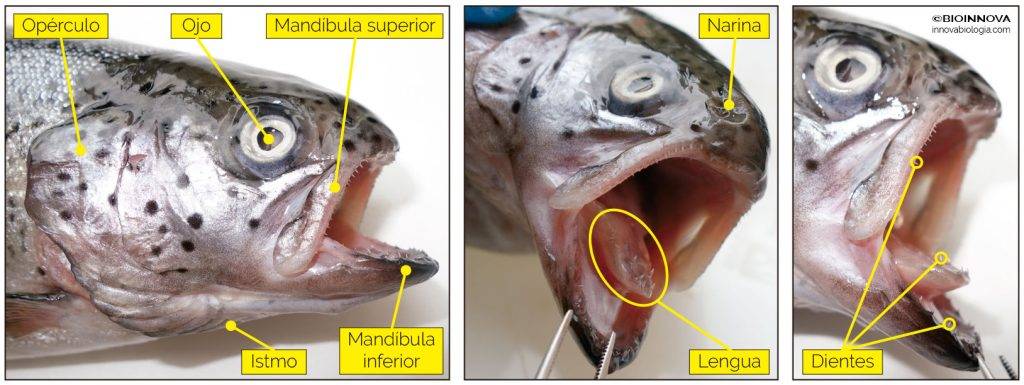 los peces tienen lengua - Los peces tienen lengua al igual que los mamíferos