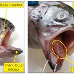 Los peces tienen lengua al igual que los mamíferos