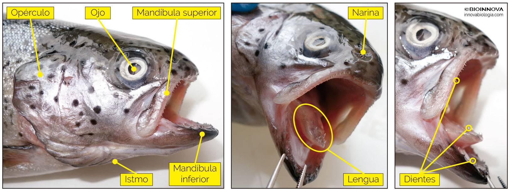 Los peces tienen lengua al igual que los mamíferos
