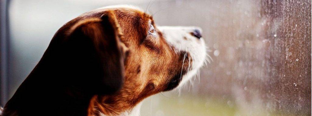 los perros presienten las tormentas 1 - Qué comprenden los perros a través de su lenguaje corporal