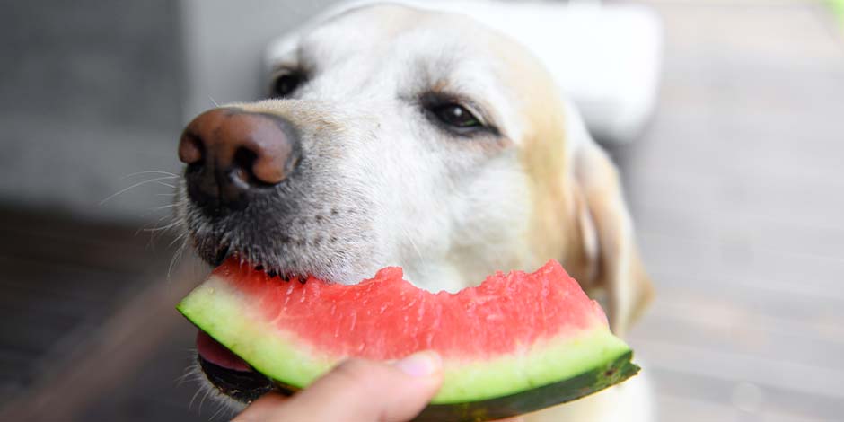 los perros pueden comer cascara de sandia - Los perros pueden ingerir cáscara de sandía de manera segura