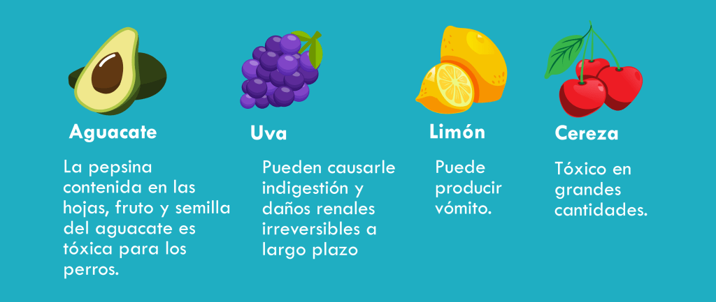 los perros pueden comer moras - Son seguras las moras para los perros