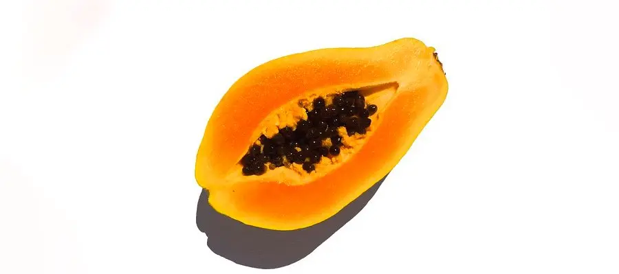 los perros pueden comer papaya - Es seguro que los perros coman papaya