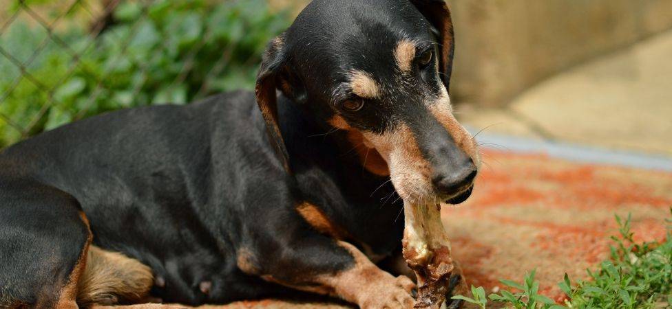 los perros pueden comer salchicha - Son seguras las salchichas para perros como alimento