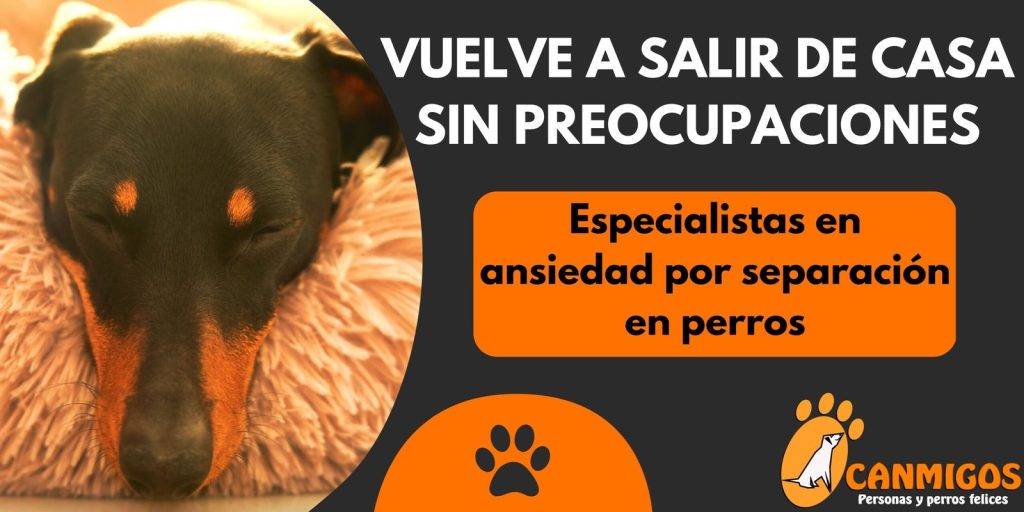 los perros sufren al cambiar de dueno - Cuál es el impacto de cambiar de dueño y hogar en un perro