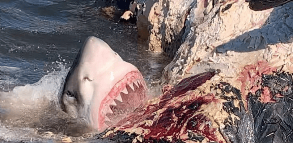 los tiburones ballena comen humanos - El tiburón ballena representa algún peligro para los humanos