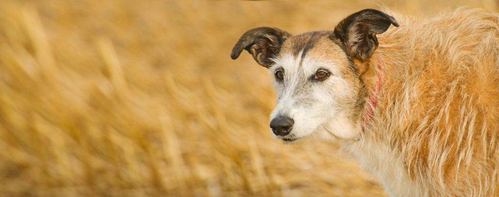 lurcher - Conoces al Lurcher Características, carácter y cuidados