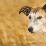 Conoces al Lurcher Características, carácter y cuidados