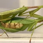 Por qué la mantis religiosa se come al macho