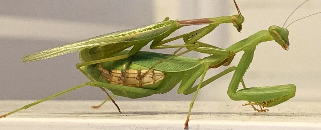 macho mantis religiosa - Por qué la mantis religiosa se come al macho