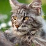 Qué curiosidades descubrir sobre el gato Maine Coon