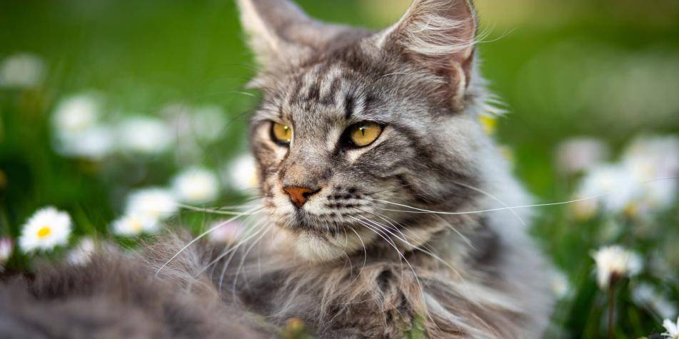 maine coon caracter - Qué curiosidades descubrir sobre el gato Maine Coon