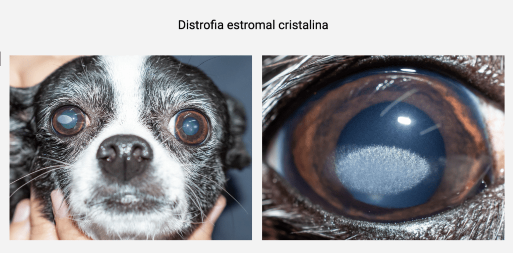 mancha blanca ojo perro - Opacidad ocular en perros: causas de ojos blancos