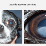 Opacidad ocular en perros: causas de ojos blancos