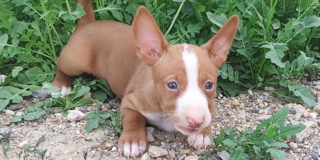 maneto - Qué características destacan al Podenco Andaluz Maneto