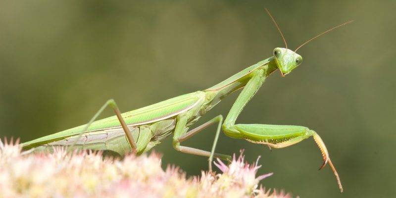 mantis religiosa que comen - En qué consiste la dieta de las mantis religiosas