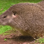 Qué comen las marmotas y cuál es su forma de alimentarse