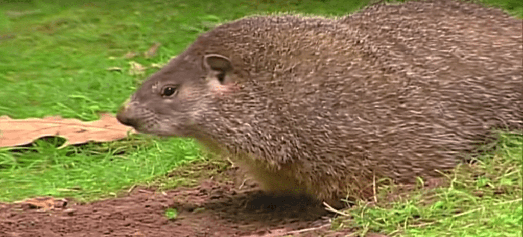 marmota que comen - Qué comen las marmotas y cuál es su forma de alimentarse