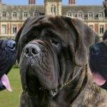 Conoces al Mastiff Inglés, una raza de perros imponente