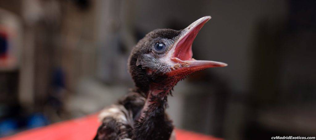 me he encontrado un pajaro bebe - Cómo cuidar y alimentar a un pájaro recién nacido desamparado