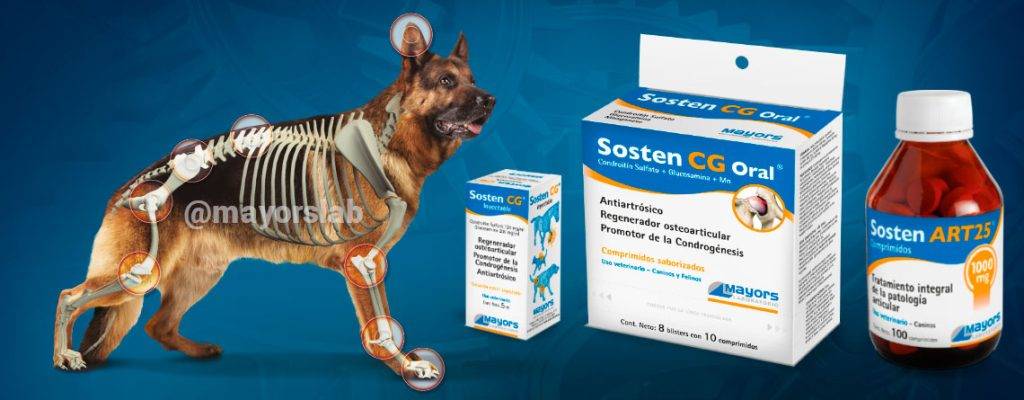 medicamento para dolor articular en perros 1 - Cómo tratar la artritis en perros de forma efectiva