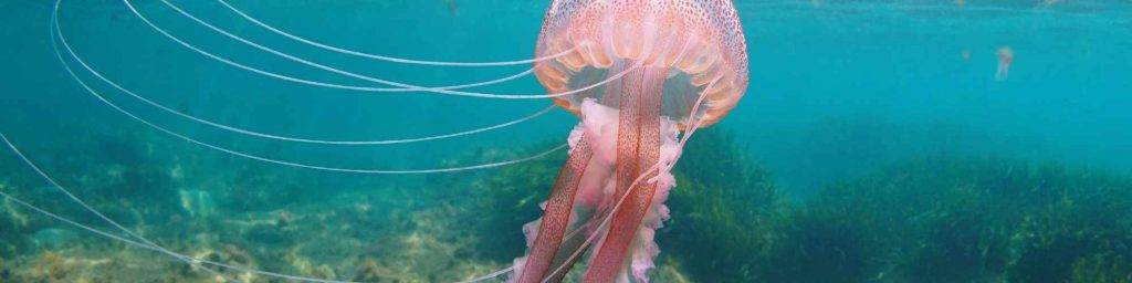 medusa grande mediterraneo - Cuántas especies de medusas viven en el Mediterráneo