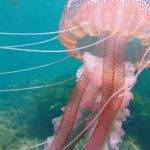 Cuántas especies de medusas viven en el Mediterráneo