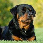 Cuál es el mejor perro guardián para proteger una finca