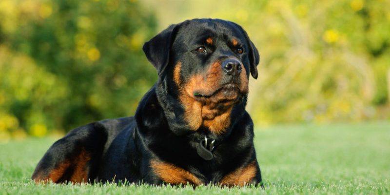 mejor perro guardian para finca - Cuál es el mejor perro guardián para proteger una finca