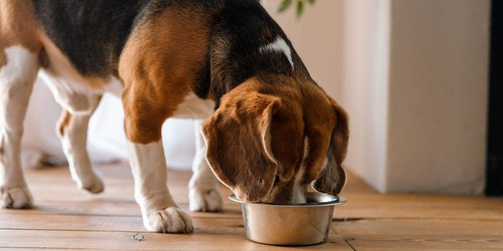 mejor pienso light para perros - Cuáles son los mejores Piensos para Perros Esterilizados