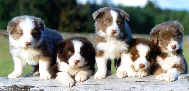 mejor pienso para border collie - Cuál es el mejor pienso para tu Border Collie: una guía completa