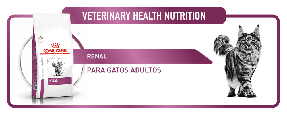 mejor pienso para gatos con insuficiencia renal - Cuál es el mejor pienso renal para gatos mayores