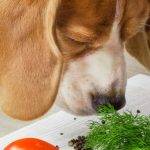 Qué verduras son beneficiosas para la dieta de los perros