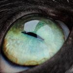 Por qué los gatos tienen una telita en el ojo al despertar