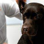 Meningitis en perros: síntomas, tipos y tratamiento