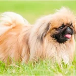 Qué hace especiales a los perros mestizos pekinés