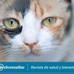 Metimazol para gatos: dosis, usos y efectos secundarios